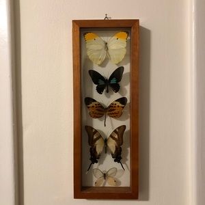FIVE BUTTERFLIES PRESERVED IN GLASS FRAME